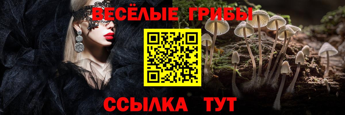 Галлюциногенные грибы Psilocybe Бирск